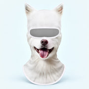 Samoyed